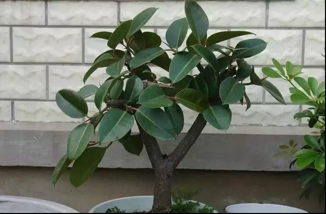 老婆在陽臺上擺了一盆花,不出一周,錢財不請自己進家門