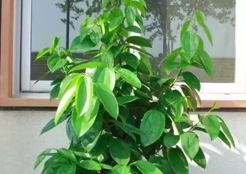 老婆在陽臺上擺了一盆花,不出一周,錢財不請自己進家門