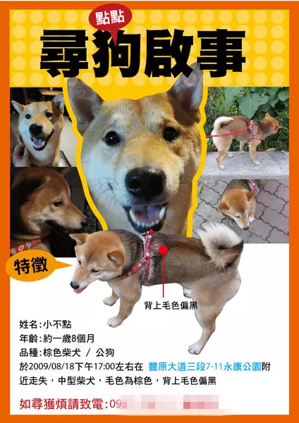 尋狗啟示貼「荒謬抽象畫」是在鬧? 數天後找回網看跪:本尊真的長這樣!