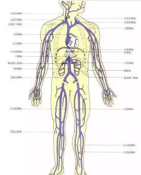 拉開身上「筋結」體內百病去。專家獨門拉筋法,8~80歲都適用!!!