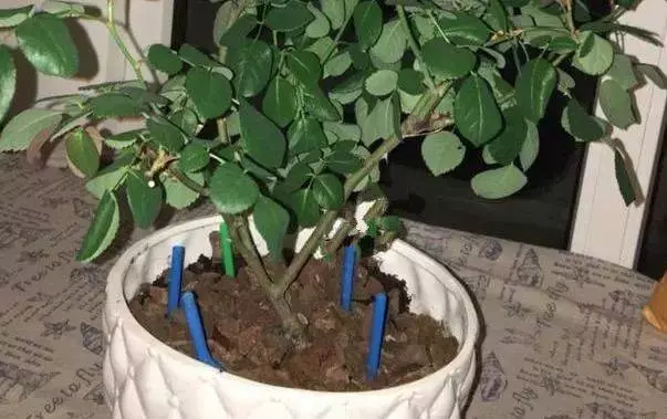 喝完飲料「吸管」不要丟,自從拿去插在花盆裡後,花友都跟著學