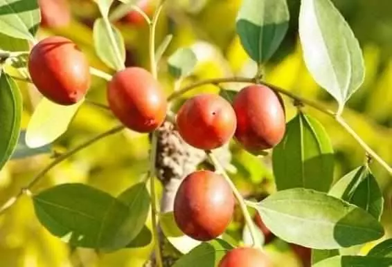醫生揭秘:紅棗雖好,3個時間千萬別吃它,危險增加「好幾倍」,別用健康開玩笑