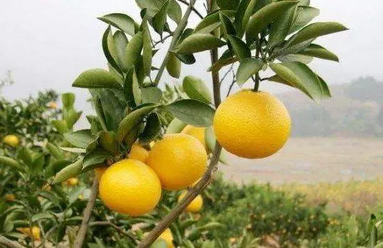 濕氣重反反復複除不了根?夏天3種水果要少吃,越吃濕氣越重,很多人傻傻不清楚