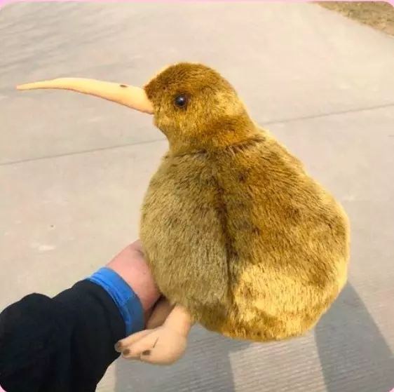 這麼圓滾滾超欠抱! 紐西蘭國寶「奇異鳥」變娃娃呆萌等收編