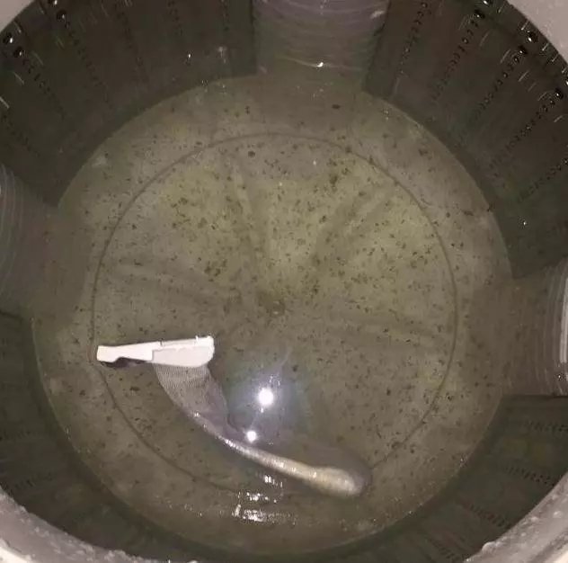 洗衣機裡面的細菌賽過馬桶!老保姆教我一招,洗衣機徹底清洗乾淨
