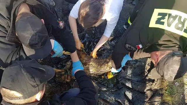 狗狗「受困焦油」無法動彈 好心人「合力救援」暖心收編:等你好了跟我回家