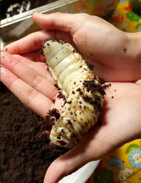 日本妹野外腐木發現巨型幼蟲,回家飼養長大後驚喜來了