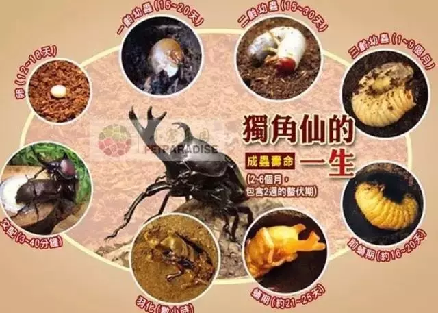 日本妹野外腐木發現巨型幼蟲,回家飼養長大後驚喜來了