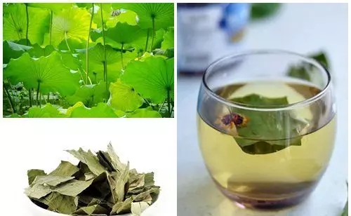 中國宮廷瘦身秘方 , 荷葉烏龍茶解熱、消脂、降膽固醇