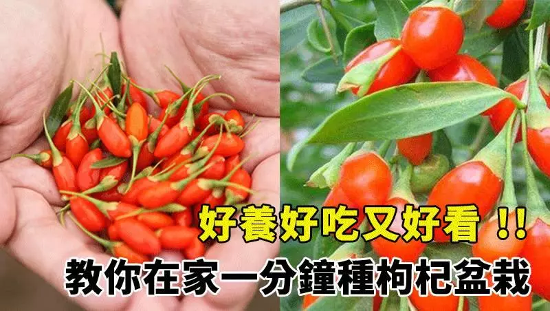枸杞盆栽美上天了,一分鐘教你在家種,好養還能吃,超贊呢!