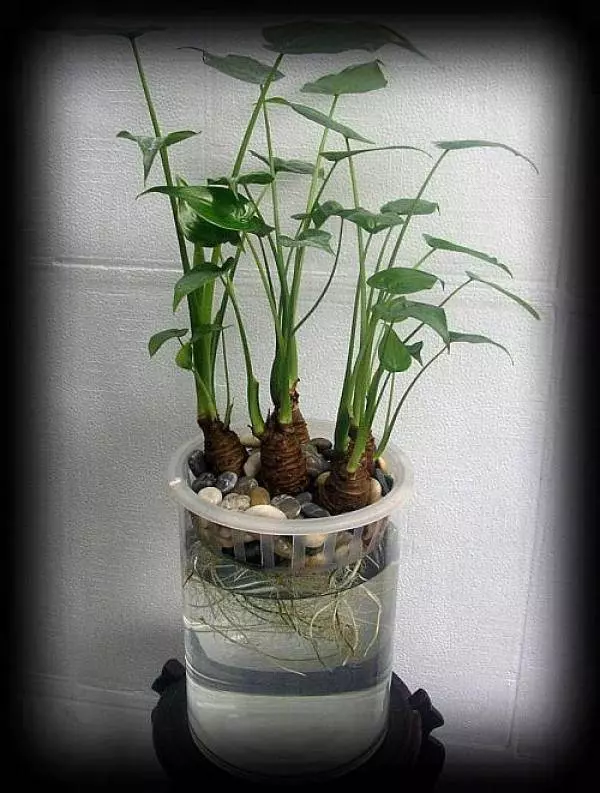 史上最厲害的吸毒植物,塊選一盆搬回家養吧!! !