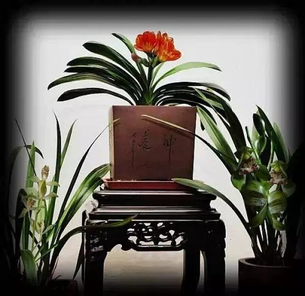 史上最厲害的吸毒植物,塊選一盆搬回家養吧!! !