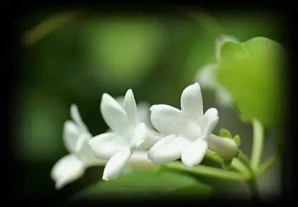 史上最厲害的吸毒植物,塊選一盆搬回家養吧!! !