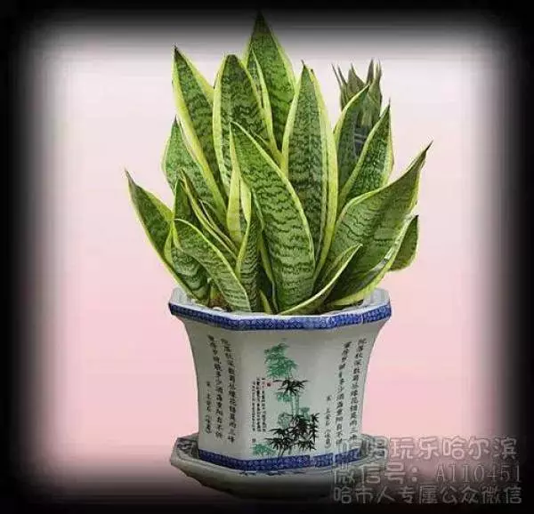 史上最厲害的吸毒植物,塊選一盆搬回家養吧!! !