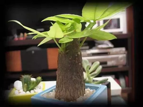 史上最厲害的吸毒植物,塊選一盆搬回家養吧!! !
