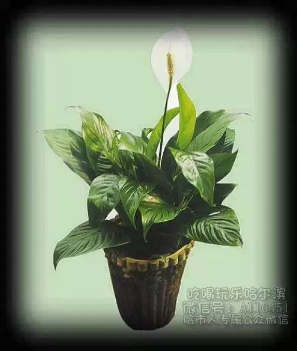 史上最厲害的吸毒植物,塊選一盆搬回家養吧!! !