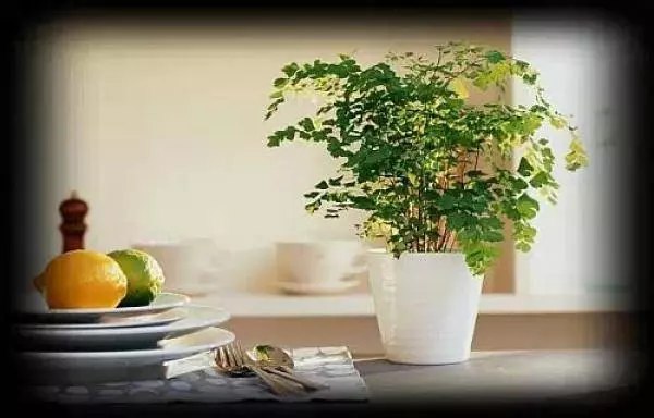 史上最厲害的吸毒植物,塊選一盆搬回家養吧!! !