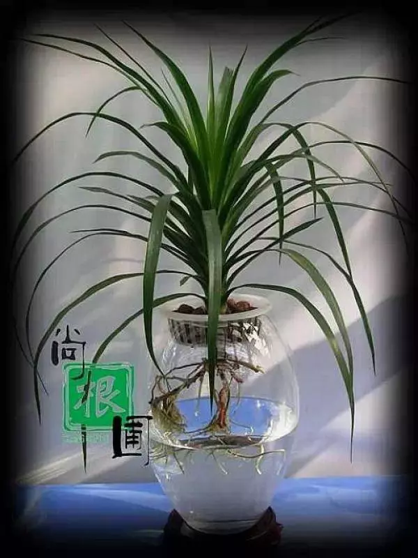 史上最厲害的吸毒植物,塊選一盆搬回家養吧!! !