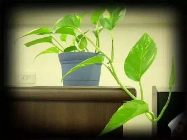 史上最厲害的吸毒植物,塊選一盆搬回家養吧!! !