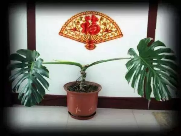 史上最厲害的吸毒植物,塊選一盆搬回家養吧!! !