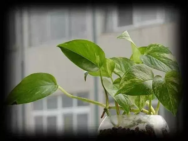 史上最厲害的吸毒植物,塊選一盆搬回家養吧!! !