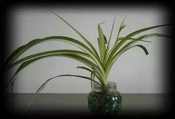 史上最厲害的吸毒植物,塊選一盆搬回家養吧!! !