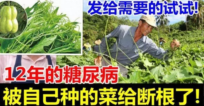 多年的糖尿病被自己種的菜給斷根了,發給需要的試試...