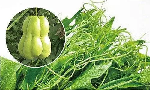 多年的糖尿病被自己種的菜給斷根了,發給需要的試試...