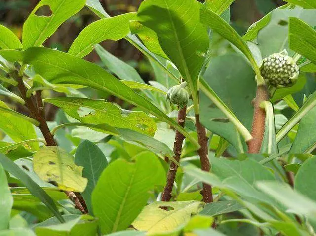 糖尿病剛剛開始萌芽,身體會收到5個信號,8種人最易中招