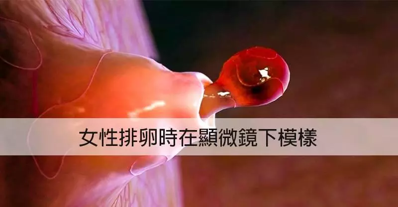 根本到了另一個世界!16個人體器官「顯微鏡下模樣」 排卵好像火山爆發~