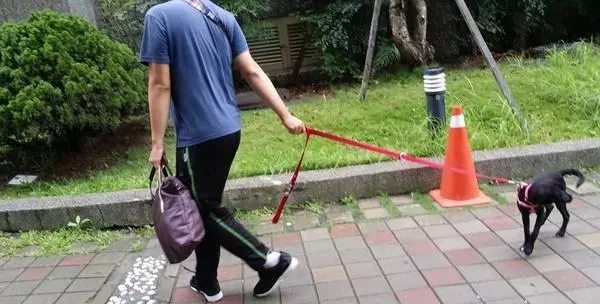流浪狗以為能過好日子，沒想到被收養10天後，竟慘遭人迫害
