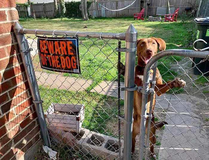 與實物不符餒~ 30張「把路人嚇到想抱緊處理」的內有惡犬圖
