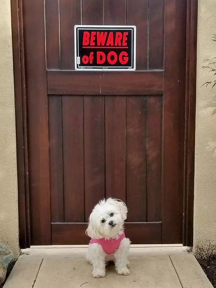 與實物不符餒~ 30張「把路人嚇到想抱緊處理」的內有惡犬圖