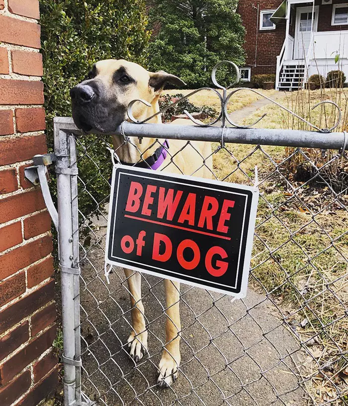 與實物不符餒~ 30張「把路人嚇到想抱緊處理」的內有惡犬圖