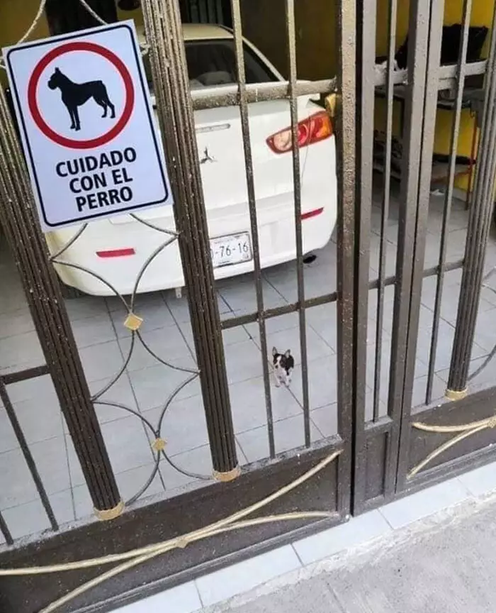 與實物不符餒~ 30張「把路人嚇到想抱緊處理」的內有惡犬圖