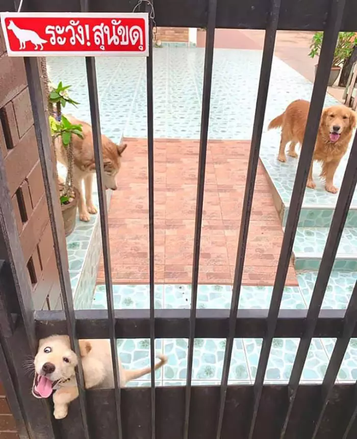 與實物不符餒~ 30張「把路人嚇到想抱緊處理」的內有惡犬圖