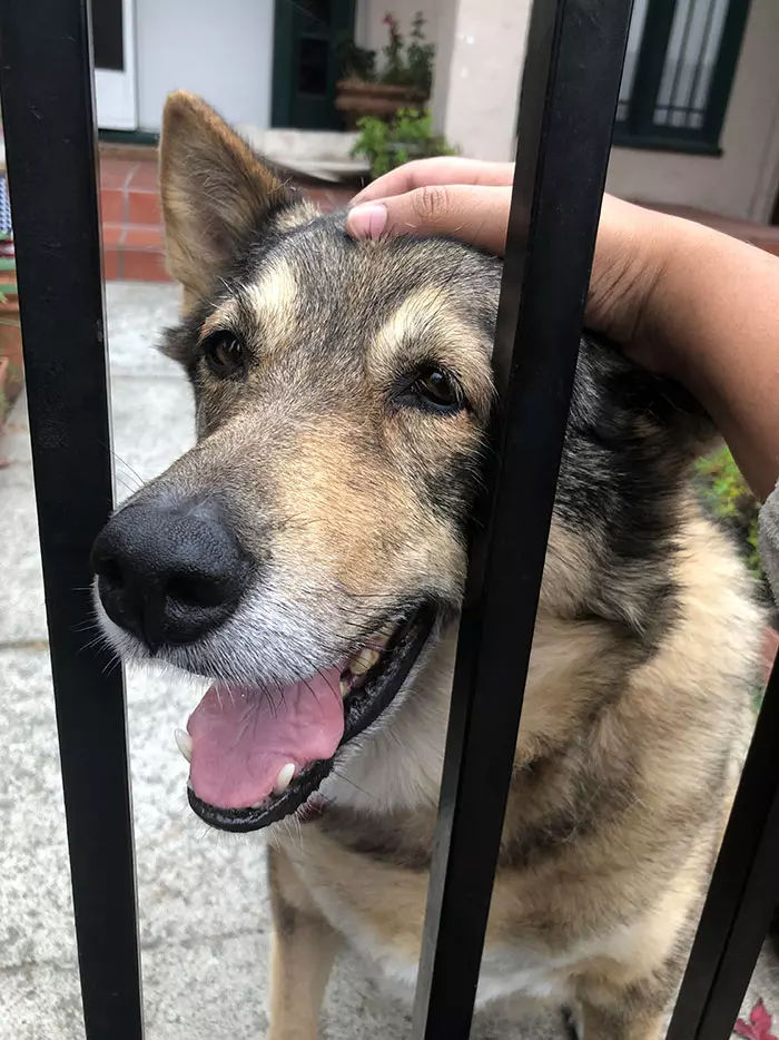 與實物不符餒~ 30張「把路人嚇到想抱緊處理」的內有惡犬圖