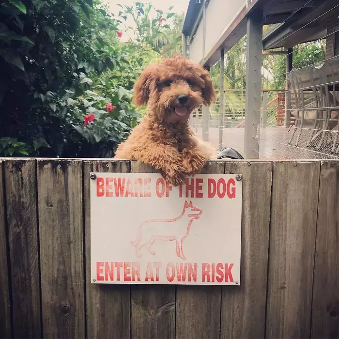 與實物不符餒~ 30張「把路人嚇到想抱緊處理」的內有惡犬圖