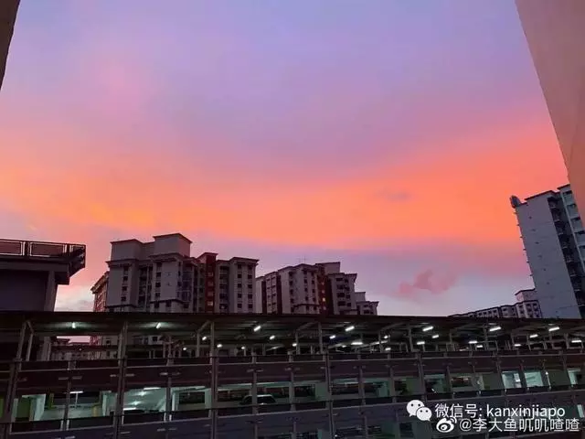 新加坡真是小仙女本尊了,從「仙境」到「末日」,只用了一夜!