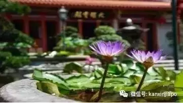 新加坡喜迎3天小長假,原來是因為這件事!