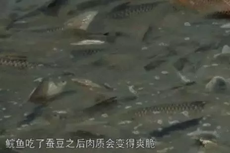 新加坡這家老壇酸菜魚,從淩晨一點開始準備,吃過的人都說好!