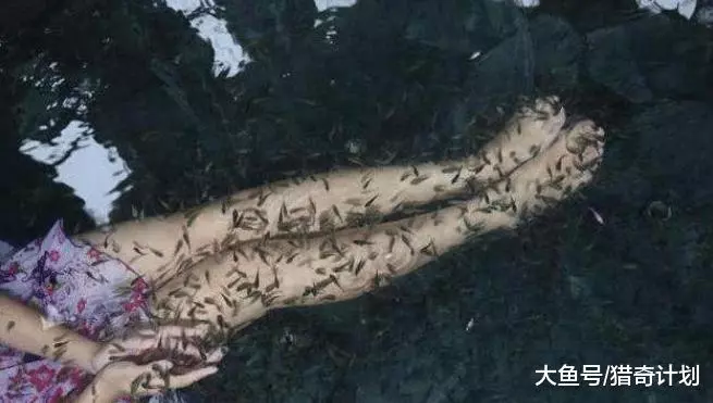 女子做完魚療後沒想到魚全死了, 女子: 對不起, 沒忍住, 魚療還有這效果!
