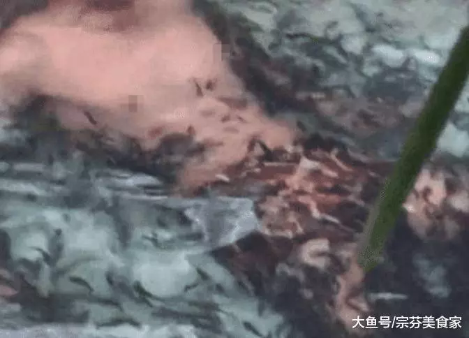 大叔做魚療, 5分鐘不到魚全死光了, 老闆: 什麼都別說, 賠錢!