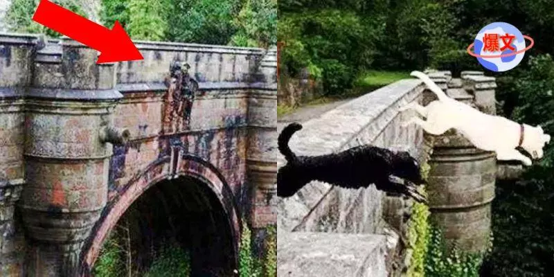 英國這條「鬼橋」讓600條狗跳橋自殺,科學家最後揪出橋下兇手!