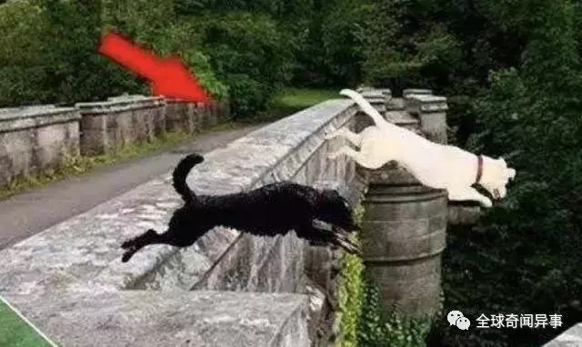英國這條「鬼橋」讓600條狗跳橋自殺,科學家最後揪出橋下兇手!