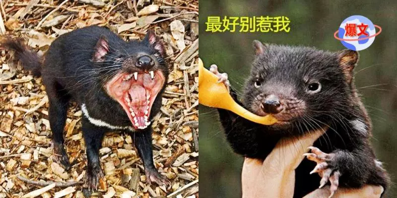 世界上最兇猛的動物, 能單手乾死平頭哥, 被當地人稱為「惡魔」!