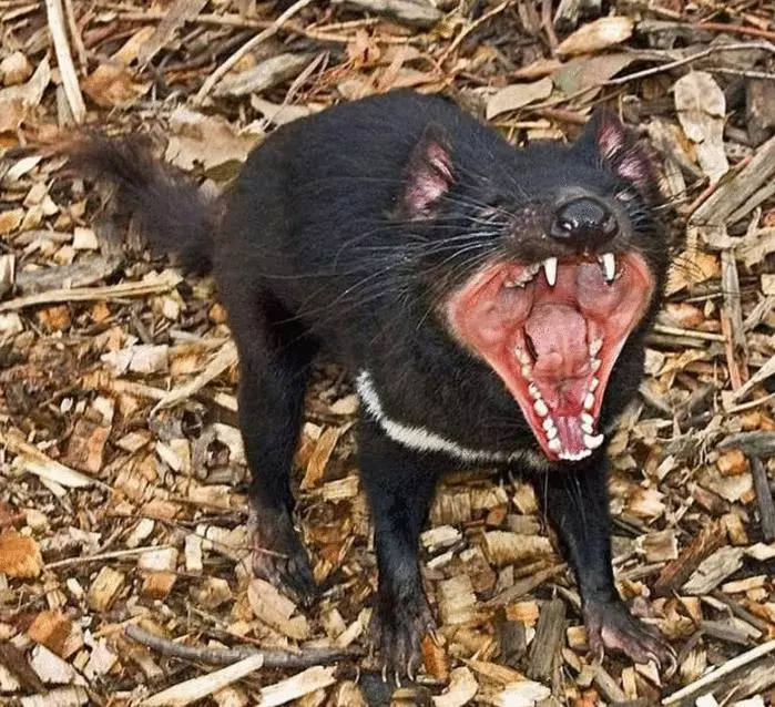 世界上最兇猛的動物, 能單手乾死平頭哥, 被當地人稱為「惡魔」!