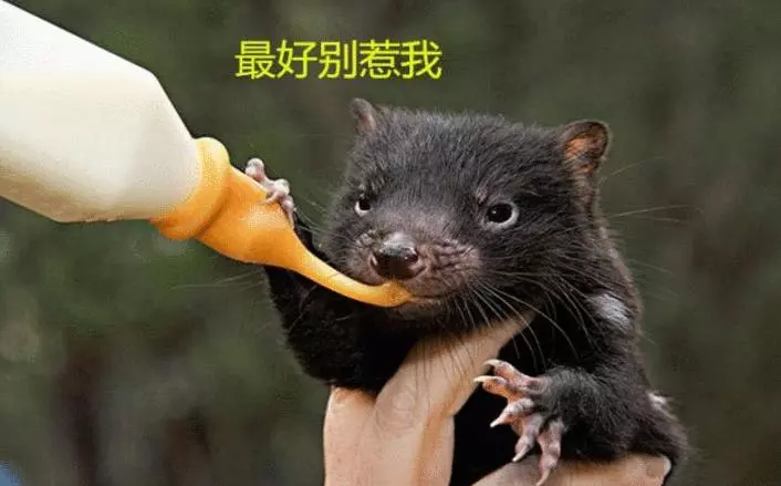 世界上最兇猛的動物, 能單手乾死平頭哥, 被當地人稱為「惡魔」!