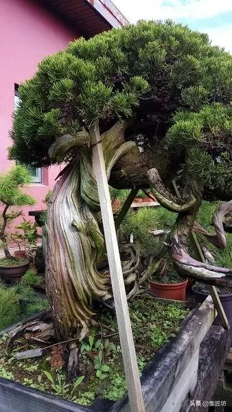 探究生命的舍利!枯榮共生——盆景舍利幹、神枝與水線製作!