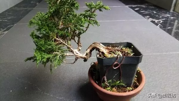 探究生命的舍利!枯榮共生——盆景舍利幹、神枝與水線製作!